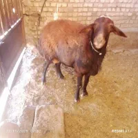 قوچ چهار دندون گله گرد درجه یک|حیوانات مزرعه|سرولایت, |دیوار