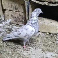 کفتر سرور نر و ماده پرشی|پرنده|زیباشهر, |دیوار