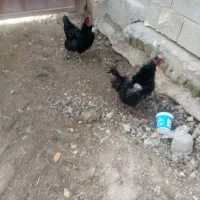 مرغ تخم گذار محلی