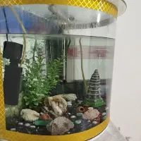 آکواریوم|ماهی|سنندج, |دیوار