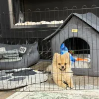 توله پامر پسر ۵ ماهه