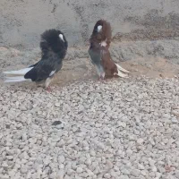 کبوتر شامپیون تزیینی شهر گله دار