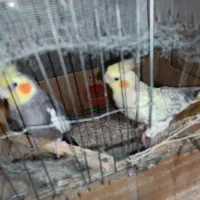 عروس هلندی|پرنده|زابل, |دیوار