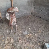 نری|حیوانات مزرعه|بند زرک, |دیوار