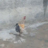 سلام یه خروس گلین سالم سالمه