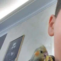 عروس هلندی امروز ساعت۱۰ گم شده