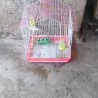 پرنده