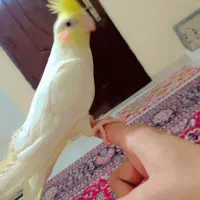 عروس هلندی دستی