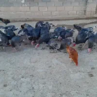 بوقلمون نروماده