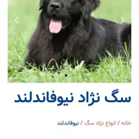 سگ ماده موبلند