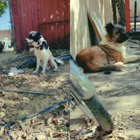 واگذاری‌سگ