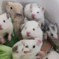 همستریه ماهه وبالغ دستی