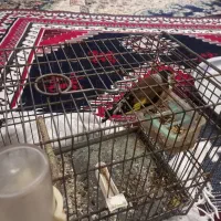 سهره‌گمشده