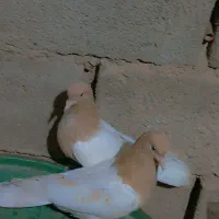 کبوتر|پرنده|بیرجند, |دیوار