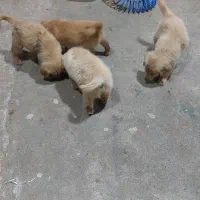 چهار عدد توله سگ گلدن  دو ماهه برای فروش