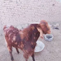 بز نر۱ساله|حیوانات مزرعه|هامون, |دیوار