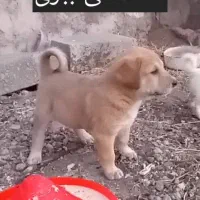 فروش سگ سرابی اصیل|سگ|پاکدشت, پاکدشت (مامازند)|دیوار