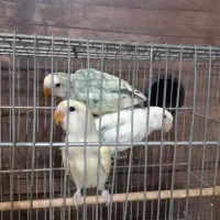 طوطی‌برزیلی|پرنده|قدس, شهر‌قدس|دیوار