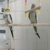 عروس هلندی