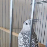 فروش عروس هلندی مولد|پرنده|شیراز, صنایع الکترونیک|دیوار