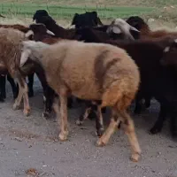 بره نر سالم . چاق .