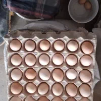 تخم مرغ بومی موجود است از تولید به مصرف