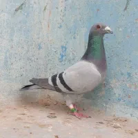 پلاکی عراق مسابقاتی درجه یک