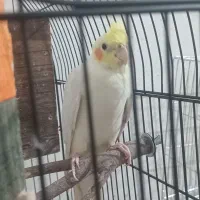 همه نوع پرنده هرچی که بخواهی موجود است|پرنده|هرند, |دیوار