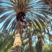 اصلاح درختان خرما ومرکبات .تاک بری و انواع گل و...