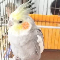 خرید و فروش گردو درجه یک