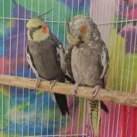یک جفت عروس هلندی  بالغ برای جوجه کشی