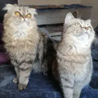 اسکاتیش جهت باروری