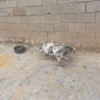 کوهدشت روستایی هفته چشمه میشنان