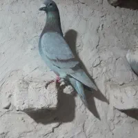 اوقون‌و ابلق پرشی|پرنده|تربت جام, میان جام|دیوار