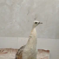 طاووس نژاد مصری|پرنده|کارون, |دیوار