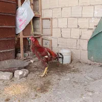 فروش مرغ و خروس لاری اصل|حیوانات مزرعه|تهران, بهارستان|دیوار