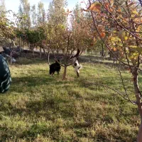 بیل زنی باغ باغچه|خدمات باغبانی و درختکاری|ارومیه, |دیوار