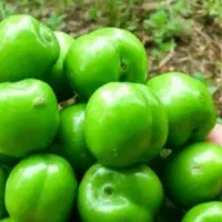 پیشفروش نهال گوجه سبز|خدمات باغبانی و درختکاری|لاران, |دیوار