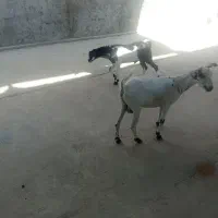 دو عدد کهره نر و ماده