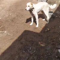 یه توله نرخوب گوسفندی و نگهبانی