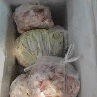 اسکلت مرغ