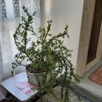 کاکتوس کراسولا خرفه ای ۶ ساله
