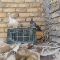 نر و ماده جنگنده|پرنده|تربت‌حیدریه, شهید بهشتی|دیوار