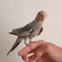 یک جوجه عروس هلندی رودهن مهرآباد