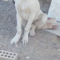 ۲عددتوله ۵ماه