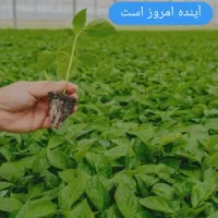 گلخانه نت هاوس|فروش دفتر صنعتی، کشاورزی، تجاری|قزوین, |دیوار