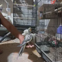 جفت مولد با تخم|پرنده|اصفهان, آبشار|دیوار