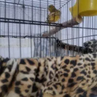 قناری و سهره|پرنده|بوئین زهرا, |دیوار