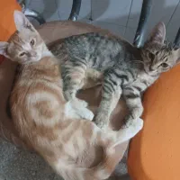 بچه گربه قهوه ای و خاکستری5ماهه خانگی