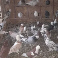 شازده.ابلغ زرد.سبز.سرور.|پرنده|زیباشهر, |دیوار